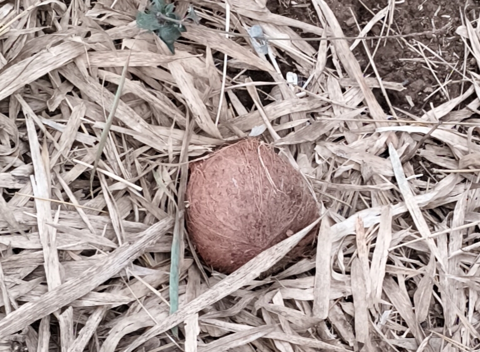 देवाचीहट्टीत अंधश्रद्धेचा कळस; पोलिसात तक्रार करणार!