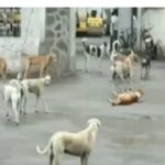 जांबोटीत पिसाळलेल्या कुत्र्यांना धोका; जंबोटीतील नाक्यावर आज सकाळी एकाला चावा घेतल्याने एक जण जखमी पंचायतीने बंदोबस्त करावा…